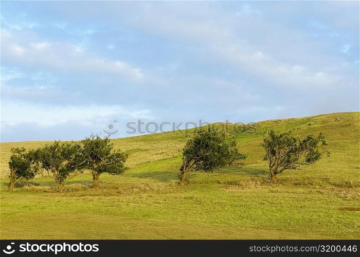 Trees in a field, Pakini Nui Wind Project, South Point, Big Island, Hawaii Islands, USA