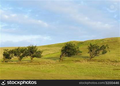 Trees in a field, Pakini Nui Wind Project, South Point, Big Island, Hawaii Islands, USA