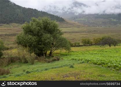 Trees in a field, Phobjikha Valley, Bhutan