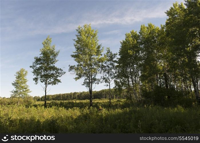 Trees in a field, Riding Mountain National Park, Manitoba, Canada