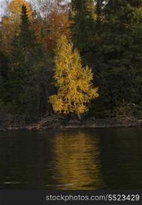 Trees in a forest at the lakeside, Kenora, Lake of The Woods, Ontario, Canada