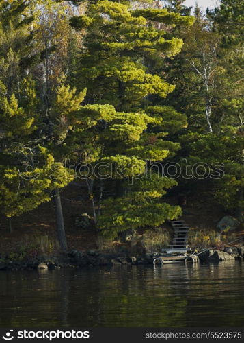 Trees in a forest at the lakeside, Kenora, Lake of The Woods, Ontario, Canada