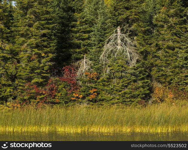 Trees in a forest at the lakeside, Unorganized Kenora, Kenora, Lake of The Woods, Ontario, Canada