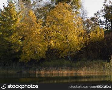 Trees in a forest at the lakeside, Unorganized Kenora, Kenora, Lake of The Woods, Ontario, Canada