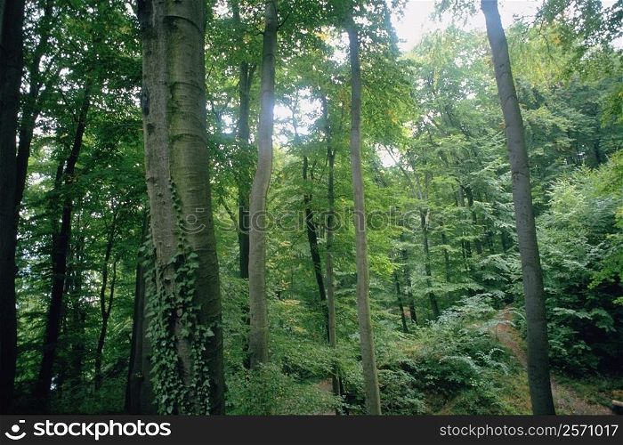 Trees in a forest, Black Forest, Germany