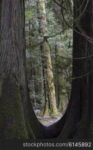 Trees in a forest, Cathedral Grove, Vancouver Island, British Columbia, Canada