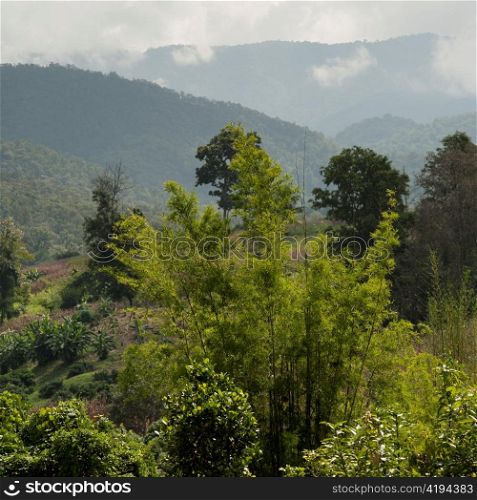 Trees in a forest, Chiang Dao, Chiang Mai Province, Thailand