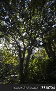 Trees in a forest, Copan, Copan Ruinas, Copan Department, Honduras