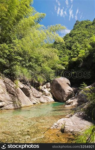 Trees in a forest, Emerald Valley, Huangshan, Anhui Province, China