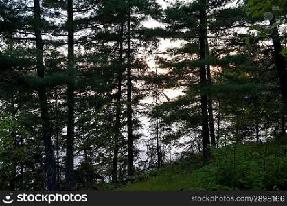 Trees in a forest, Forest, Lake of the Woods, Ontario, Canada