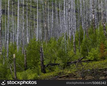 Trees in a forest, Going-to-the-Sun Road, Glacier National Park, Glacier County, Montana, USA