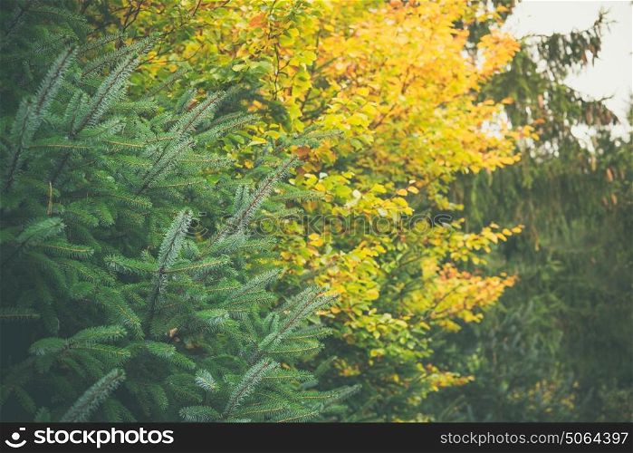 Trees in a forest in yellow and green colors in the fall