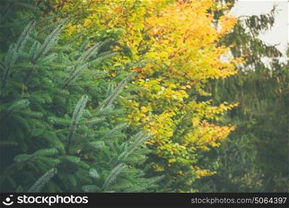 Trees in a forest in yellow and green colors in the fall