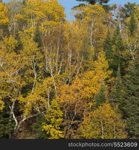 Trees in a forest, Kenora, Lake of The Woods, Ontario, Canada