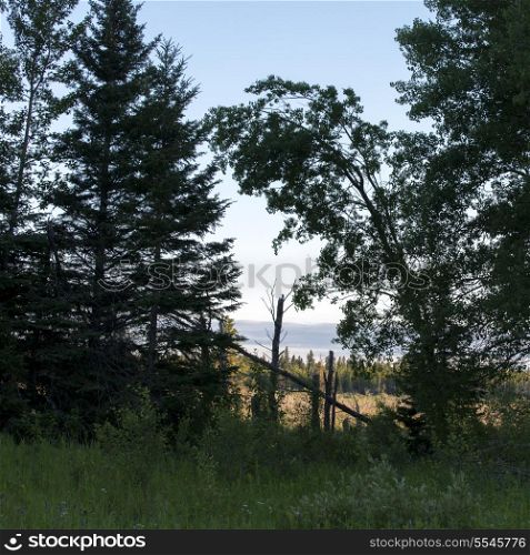 Trees in a forest, Lake Audy Campground, Riding Mountain National Park, Manitoba, Canada