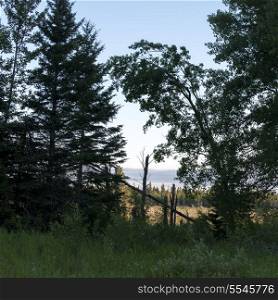Trees in a forest, Lake Audy Campground, Riding Mountain National Park, Manitoba, Canada