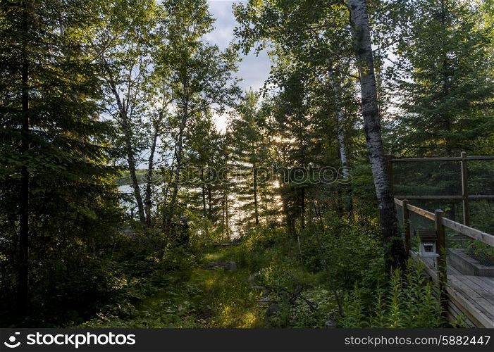 Trees in a forest, Lake of the Woods, Ontario, Canada