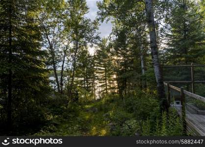 Trees in a forest, Lake of the Woods, Ontario, Canada