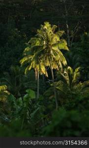 Trees in a forest, Moorea, Tahiti, French Polynesia, South Pacific