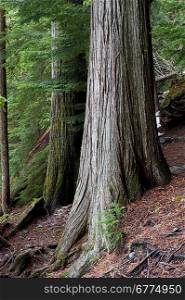 Trees in a forest, Nairn Falls Provincial Park, British Columbia, Canada