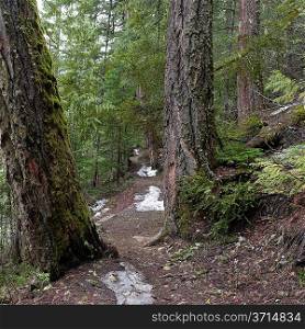 Trees in a forest, Nairn Falls Provincial Park, Whistler, British Columbia, Canada