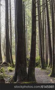 Trees in a forest, Pacific Rim National Park Reserve, British Columbia, Canada