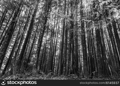 Trees in a Forest, Pacific Rim National Park Reserve, Vancouver Island, British Columbia, Canada