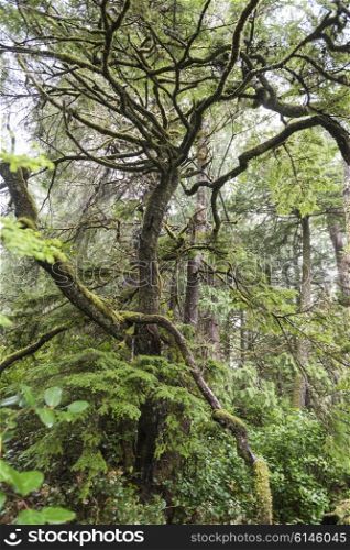 Trees in a forest, Pettinger Point, Cox Bay, Pacific Rim National Park Reserve, Tofino, British Columbia, Canada