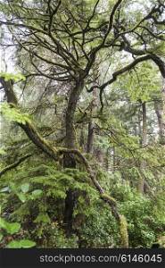 Trees in a forest, Pettinger Point, Cox Bay, Pacific Rim National Park Reserve, Tofino, British Columbia, Canada