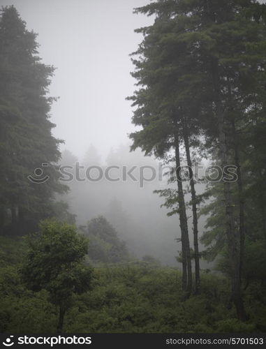 Trees in a forest, Punakha District, Bhutan