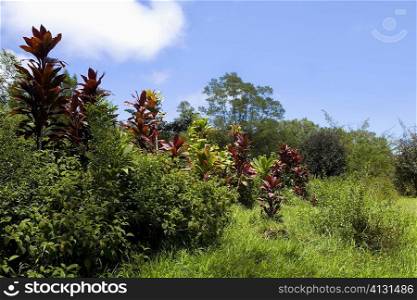 Trees in a forest, Twin Falls, Maui, Hawaii Islands, USA