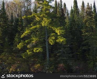 Trees in a forest, Unorganized Kenora, Kenora, Lake of The Woods, Ontario, Canada