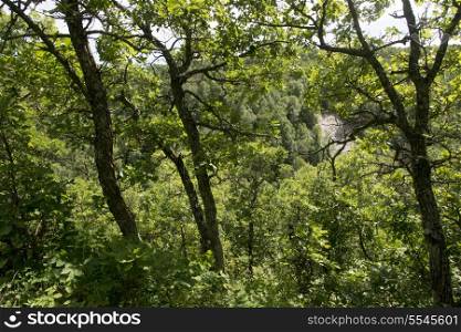 Trees in a forest, Wasagaming, Riding Mountain National Park, Manitoba, Canada