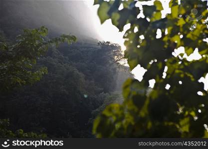Trees in a forest, Waterfalls of the Monkeys, City Valleys, San Luis Potosi, Mexico