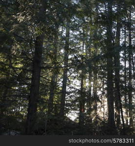 Trees in a forest, Whistler, British Columbia, Canada