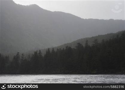 Trees in a forest with mountain in the background, Skeena-Queen Charlotte Regional District, Haida Gwaii, Graham Island, British Columbia, Canada