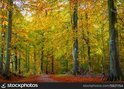 Trees in a forest with warm colors in the fall