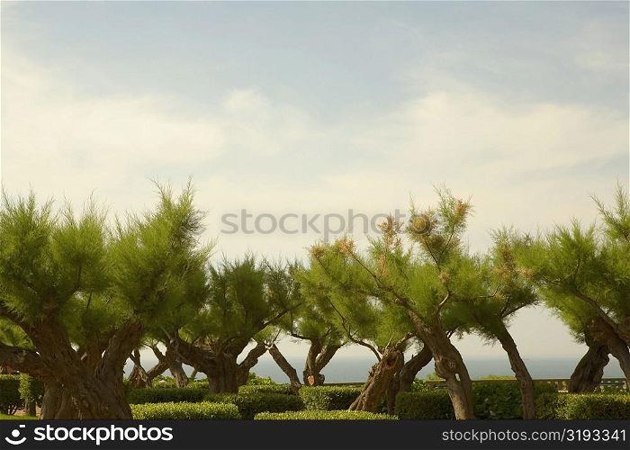 Trees in a garden, Biarritz, Basque Country, Pyrenees-Atlantiques, Aquitaine, France
