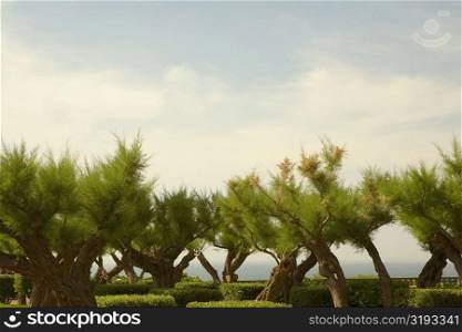 Trees in a garden, Biarritz, Basque Country, Pyrenees-Atlantiques, Aquitaine, France