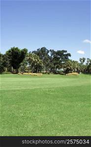 Trees in a golf course
