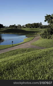 Trees in a golf course