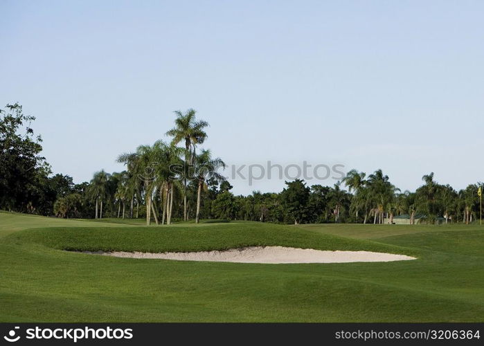 Trees in a golf course