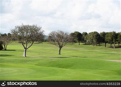 Trees in a golf course