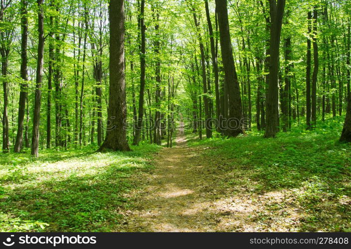 Trees in a green forest in spring