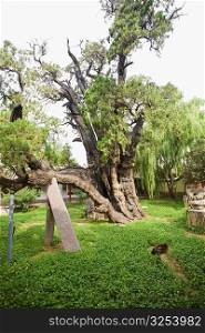 Trees in a lawn, Songyang Academy, Shaolin Monastery, Mt Song, Henan Province, China