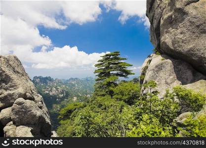 Trees in a mountain range, Huangshan, Anhui province, China