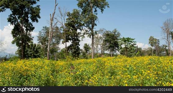 Trees in a mustard field, Chiang Dao, Chiang Mai Province, Thailand