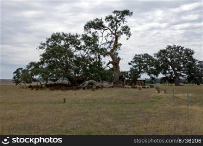 Trees in a paddock on a farm in South-Western New South Wales