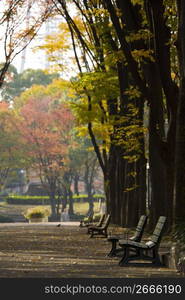 trees in a park