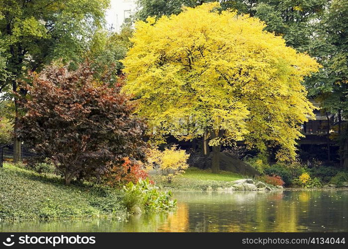 Trees in a park, Central Park, Manhattan, New York City, New York State, USA